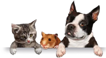 FlipperVET Shop & Pharmacy: Îngrijire Completă pentru Animalele Tale