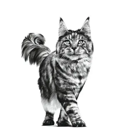 Royal Canin NEUTERED SATIETY BALANCE Hrană uscată Felină