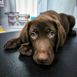 FlipperVET Shop & Pharmacy: Îngrijire Completă pentru Animalele Tale